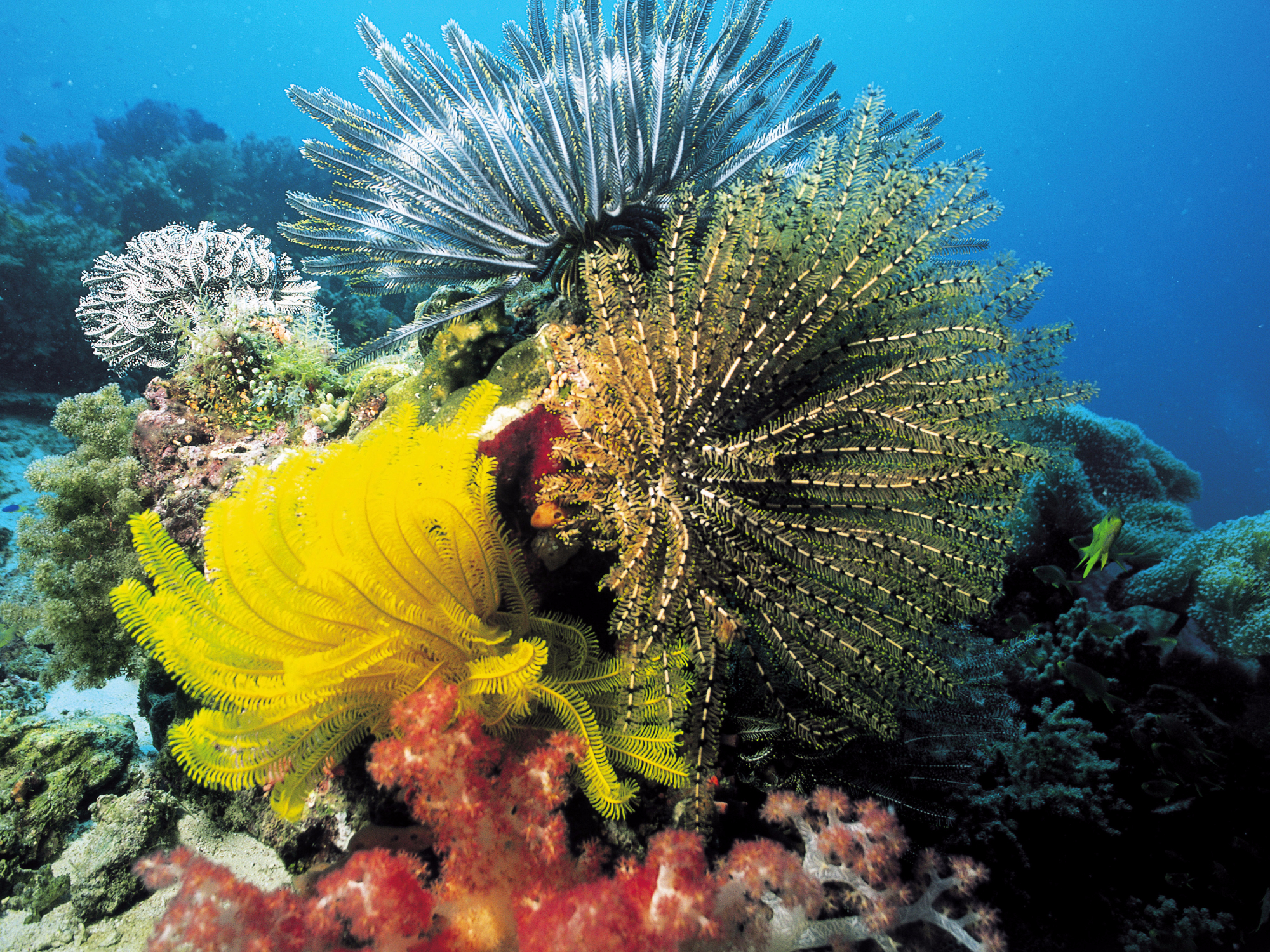 Сообщение растительный мир в океане. Коралловые рифы Карибского моря. Карибское море коралловые полипы.